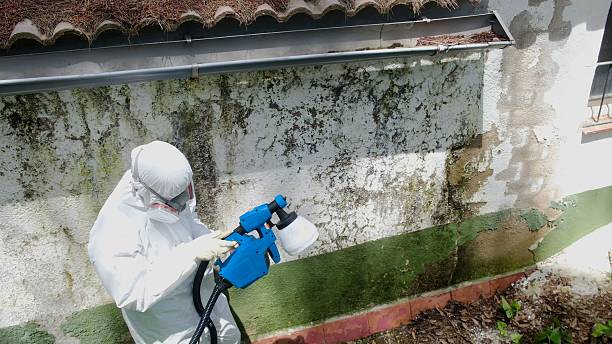 Top rated local Mold Remediation specialists in Woodstock, VA